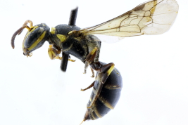 Hembra en vista lateral (MLP) Foto: M.Luica