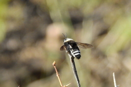 Macho, Mendoza, Argentina (Guillermo Debandi)