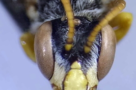 Male in frontal view, paratypus (MACN) 