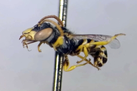 Male in lateral view, paratypus (MACN)