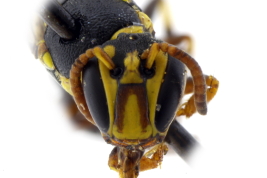 Hembra cabeza en frontal view (MLP) Foto: M.Lucia