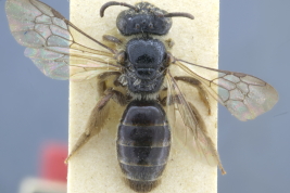 Hembra en vista dorsal, Loreto, Misiones (MLP). Foto: M. Lucia