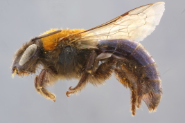 Hembra en vista lateral (Foto: M. Lucia)