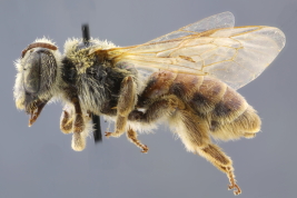 Hembra en vista lateral (Foto: M. Lucia)