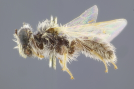 Macho en vista lateral (Foto: M. Lucia)