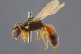 Hembra en vista lateral, Catamarca (Foto: M. Lucia)