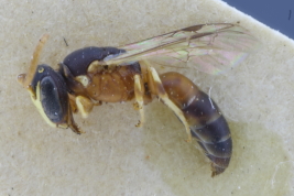 Macho en vista lateral (Foto: M. Lucia)