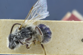 Macho en vista lateral (MLP) Foto:M.Lucia