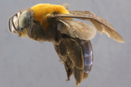 Hembra en vista lateral (Foto: M. Lucia)