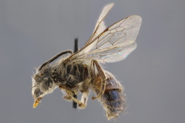 Macho en vista lateral (Foto: M. Lucia)