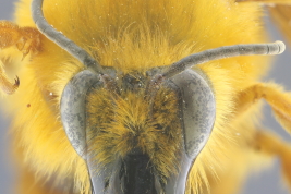 Female in frontal view 