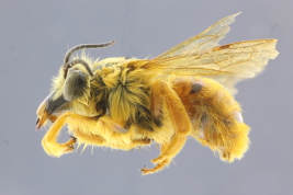 Male in lateral view (Photo: M. Lucia)