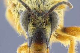 Male in frontal view (Photo: M. Lucia)