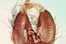 Genitalia masculina de Coquillettidia albifera (Foto: Martinez & Cannevas, 2026).