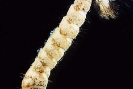 Larva of Ochlerotatus albifasciatus parasitized by Amblyospora albifasciati (Microsporidia: Amblyosporidae) (Photo: R. E. Campos)