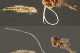 Macho de Ochlerotatus albifasciatus parasitado por Strelkovimermis spiculatus (Nematoda: Mermithidae) (Foto: Di Battista et al. 2015)
