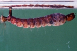 Toxorhynchites theobaldi (larva) (Foto: R. E. Campos)