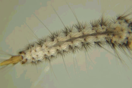Wyeomyia codiocampa (larva) (Foto: R. E. Campos)