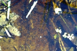 Larvas en un charco de inundación (Foto: R. E. Campos)
