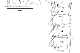 Male pupa of Culex acharistus: a: cephalothorax; b: metanotum and abdomen. A = antenna; CT = cephalothorax; Dap = dorsal apotome; GL = genital lobe; MCL = median caudal lobe; MK = median keel; Mtn = metanotum; p = puncture; Pa = paddle; T = trumpet; I–VIII = abdominal segments (Photo: Laurito et al. 2009).
