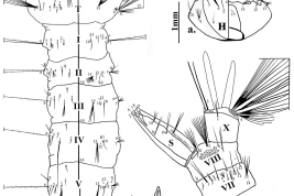 Larva of Culex acharistus: a: head; b: dorsomentum; c: thorax and abdominal segments I–VI; d: Abdominal segments VII–X and siphon. A = antenna; C = cranium; CS = comb scales; Dm = dorsomentum; PS = pecten spines; S = siphon; I–X = abdominal segments (Photo: Laurito et al. 2009).
