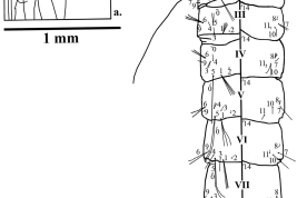 Pupa of Culex ameliae. a, cephalothorax; b, metanotum and abdomen. CT = cephalothorax; Dap = dorsal apotome; GL = genital lobe; MK = median keel; Mtn = metanotum; Pa = paddle; T = trumpet; I–IX = abdominal segments (Photo: Laurito et al. 2011b).