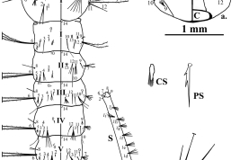 Larva de Culex ameliae. a, cabeza; b, tórax y segmentos abdominales I–VI; c, segmentos abdominales VII,VIII,X y sifón (Foto: Laurito et al. 2011). 