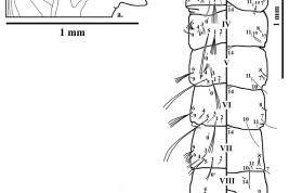 Pupa of Culex articularis. a, cephalothorax; b, metanotum and abdomen. CT = cephalothorax; Dap = dorsal apotome; GL = genital lobe; MK = median keel; Mtn = metanotum; Pa = paddle; T = trumpet; I–IX = abdominal segments (Photo: Laurito et al. 2011b).