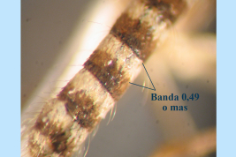 Banda basal de escamas claras en el tergo de Culex apicinus (Foto: M. Laurito).
