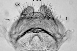 Estructuras de la genitalia femenina de Culex apicinus (Foto: Rossi et al. 2008). 