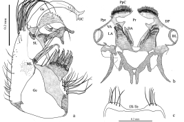 Estructuras de la genitalia masculina de Culex apicinus (Foto: Rossi et al. 2008). 