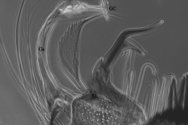 Gonostilo y lóbulo subapical de Culex apicinus (Foto: Rossi et al. 2008).