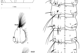 Pupa of Culex apicinus. a: Cephalothorax; b: Abdomen. Maxillae of larva of Culex apicinus. c: ventral aspect; d: dorsal aspect. A = antenna; CT= cephalothorax; Dap = dorsal apotome; GL = genital lobe; MK = median keel; Mtn= metanotum; Pa = paddle; T = trumpet. MxB = maxillary brush (Photo: Rossi et al. 2008).