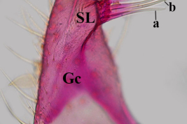 Gonocoxopodite of male specimen of Culex bidens. a, b, c, f, g, h=setae of subapical lobe; Gc=gonocoxite; Gs=gonostylus (Photo: Laurito et al. 2017).