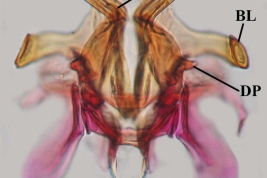 Lateral plate of male genitalia specimen of Culex bidens. BL=basolateral arm; BP=basal piece; DP=dorsal process; PpC=paraproct crown; t= teeth; VA=ventral arm (Photo: Laurito et al. 2017).