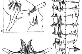 Pupa and male genitalia structures of Culex brethesi Dyar. a=cephalothorax; b=metathorax and abdomen; c=lateral plate of male genitalia; d=IX tergum of male genitalia (Photo: Rossi 2006).