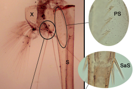 Lectotipo de Culex coronator. A, preparación microscópica de la exuvia larval. B, detalle del segmento X y espinas subapicales del sifón (Foto: Laurito et al. 2017).