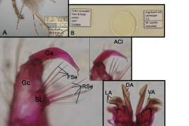 Lectotype male of Culex coronator. A, pin-mounted specimen from St. Joseph, Trinidad before dissection of its genitalia. B, microscope slide bearing the dissected genitalia. C, detail of the gonocoxopodite. D, detail of the lateral plate of the phallosome. Abbreviations: ACl, apical cluster of setae; DA, dorsal arm; FSe, filiform setae; Gc, gonocoxopodite; Gs, gonostylus; LA, lateral arm; RSe, rod-like setae; SL, subapical lobe; VA, ventral arm (Photo: Laurito et al. 2017).