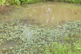 Permanent puddle where the immature stages of Culex coronator develop (Photo: M. Laurito).