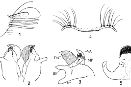 Estructuras de la genitalia masculina de Culex cuyanus Duret. 1: lóbulo subapical; 2: placa lateral del falosoma; 3: hemiplaca lateral del falosoma; 4: IX tergito ; 5: paracprocto (Foto: Duret 1968).