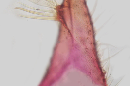 Gonocoxopodito de macho de Culex dolosus (Lynch Arribálzaga) (Foto: M. Laurito).