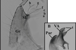 Male genitalia structures of Culex (Culex) declarator Dyar & Knab. A: gonocoxopodite; B: lateral plate. a, b, c, f, g, h=setae of subapical lobe; DP=dorsal process; Gc=gonocoxite; Gs=gonostylus; Par=paramere; SL=subapical lobe; t=teeth; VA=ventral arm (Photo: Laurito & Hoyos-López 2018).