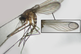 Female of Culex apicinus (Photo: M. Laurito).