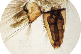 Sifón y segmanto abdominal X de Ochlerotatus albifasciatus (Foto: M. Laurito).