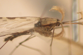 Wing of Anopheles argentinus (Photo: M. Laurito).