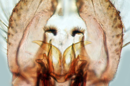 Male genitalia structures of Culex quinquefasciatus (Photo: M. Laurito).