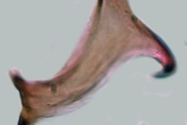Esclerito aedeagal y placa lateral de Culex vaxus (Foto: M. Laurito).