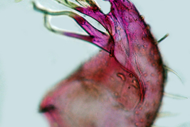 Gonocoxopodito de especimen macho de Culex albinensis (Foto: M. Laurito).