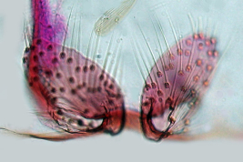 lóbulo del IX tergito de Culex albinensis (Foto: M. Laurito).