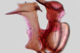 Esclerito aedeagal y placa lateral de Culex bastagarius  (Foto: M. Laurito).